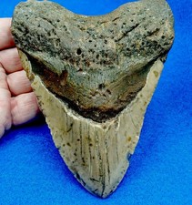 Huge 5.45 megalodon for sale  Jacksonville