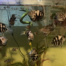 Blue polar parrot for sale Blue polar parrot for sale  Chillicothe