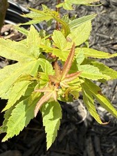 emperor japanese maple for sale  Independence