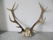 hirsch abwurfstangen gebraucht kaufen hirsch abwurfstangen gebraucht kaufen Kitzingen