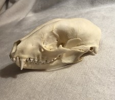 Real inch raccoon for sale  Philadelphia