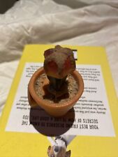 Vintage flower pot for sale  NOTTINGHAM