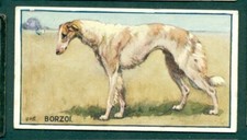 Hill breeds dogs for sale  SOUTHEND-ON-SEA