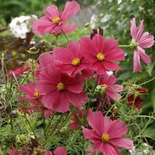 Cosmos dazzler tall for sale  Sevierville