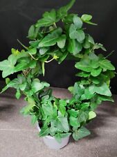 Hedera helix efeu gebraucht kaufen  Bad Bramstedt