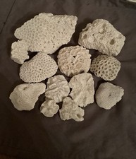 Brain coral lot for sale Brain coral lot for sale  Baltic