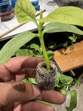 Malabar spinach poi for sale  BRIGHTON
