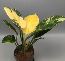 Schöne große philodendron gebraucht kaufen  Wuppertal