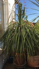 Dracaena drago kanarischer gebraucht kaufen Dracaena drago kanarischer gebraucht kaufen  Warthausen