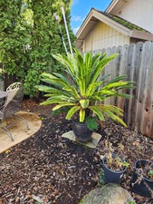 Sago palm tree for sale  Sacramento