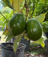 Catalina avocado tree for sale  Littleton