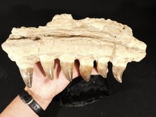 Huge mosasaurus jaw for sale  Salt Lake City