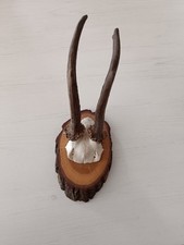 Rehbock geweih trophäe gebraucht kaufen Rehbock geweih trophäe gebraucht kaufen  Spaichingen