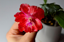 christmas cactus for sale christmas cactus for sale LONDON