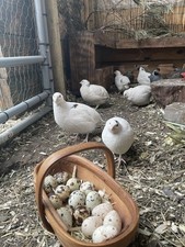 English white quail for sale  WOLVERHAMPTON