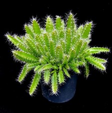 Hylocereus undatus dragon for sale  LEIGH