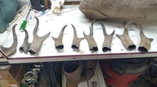 Large lot pronghorn for sale  Florence