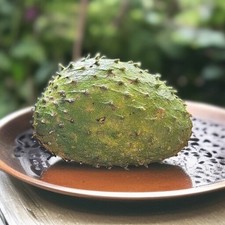 Puertorrican soursop annona d'occasion  Expédié en Belgium