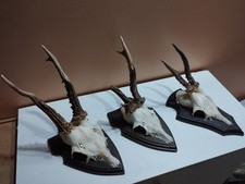 Trophee chevreuil brocard d'occasion  France