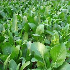Choy sum seeds for sale  Deltona