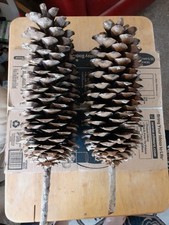 giant pinecones for sale giant pinecones for sale Price