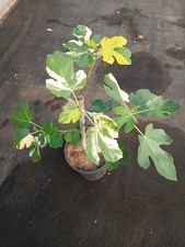 Ficus carica jolly d'occasion  Basse-Goulaine