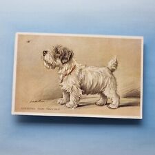 Sealyham terrier dog for sale  TELFORD