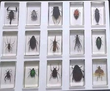 Käfer insekten klarem gebraucht kaufen  Kell