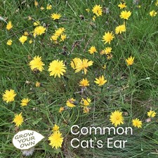 Grow common cat for sale  BIRKENHEAD