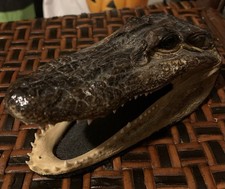 Small alligator caimen for sale  Delaware