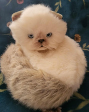 Vintage real soft for sale  WHITSTABLE