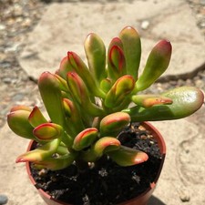 Crassula ovata gollum d'occasion  Expédié en Belgium