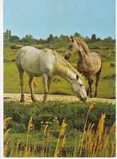 Camargue chevaux camarguais d'occasion  Berlaimont