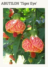 Tiger eye abutilon for sale  Mobile