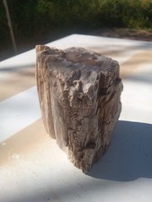 Petrified wood log for sale  Hereford