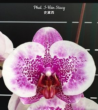 Phalaenopsis hsin stacy for sale  SHREWSBURY