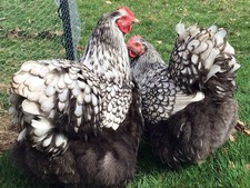 Silver laced orpington for sale  PLYMOUTH