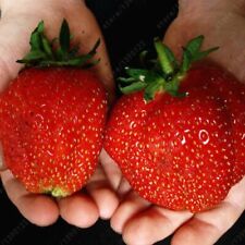 2000 sementes gigantes russas sementes de morango frutas 50 gramas planta exótica rara comprar usado  Enviando para Brazil