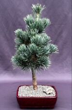 japanese white pine bonsai for sale japanese white pine bonsai for sale Patchogue