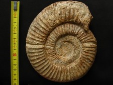 Ammonite oxfordien perisphinct d'occasion  La Chapelle-Saint-Luc