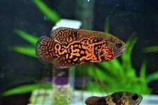 Tiger oscar 1.5 for sale  Haslet