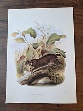 Vintage big cat for sale  DERBY