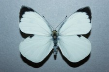 Pieris brassicae male usato  Catania