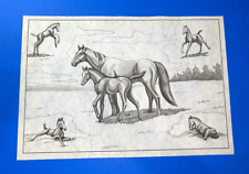 Tri chem horse for sale  Saint Petersburg