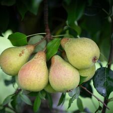 Perry pear trees for sale  LLANWRDA