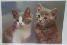 British shorthair kitten for sale  Lake Ariel