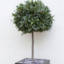Bay laurel tree for sale Bay laurel tree for sale  UK