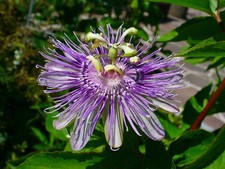 Organic maypop purple for sale  Bois D Arc