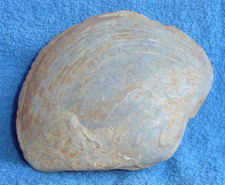 Grosse ancienne palourde d'occasion Grosse ancienne palourde d'occasion  Agay