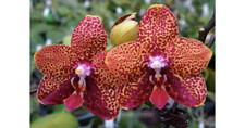 Phalaenopsis orchid phal. for sale  Fullerton